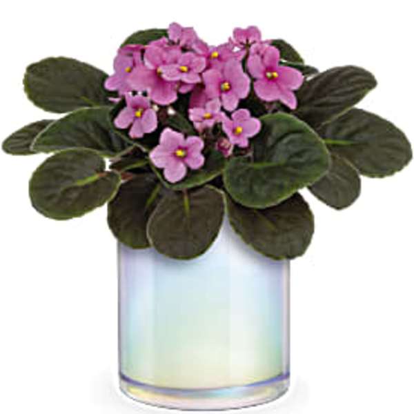 Potted African violet with pink flowers in an iridescent glass vase