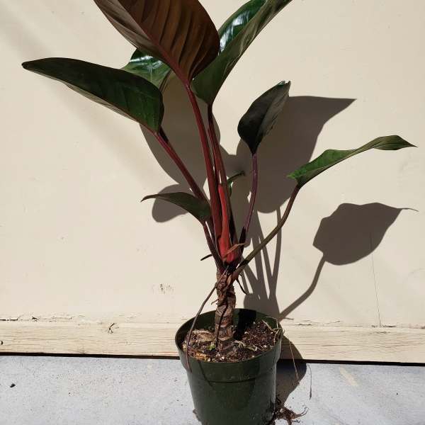 Potted plant with large dark green and burgundy leaves