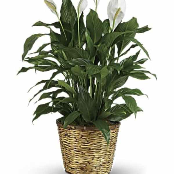 Potted peace lily with white blooms in a woven basket