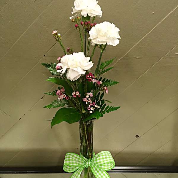Carnation Cutie