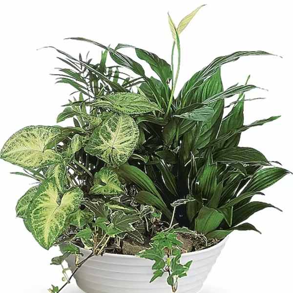 Mixed green houseplants in a white bowl planter