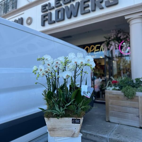 White orchid plant in a square wooden planter outside a flower shop