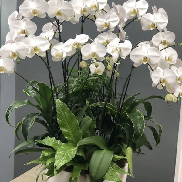 White phalaenopsis orchids with lush green foliage plants in a low white ceramic bowl.