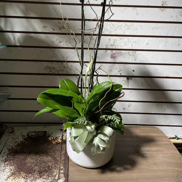 White orchid plant in a white pot with a pale ribbon bow
