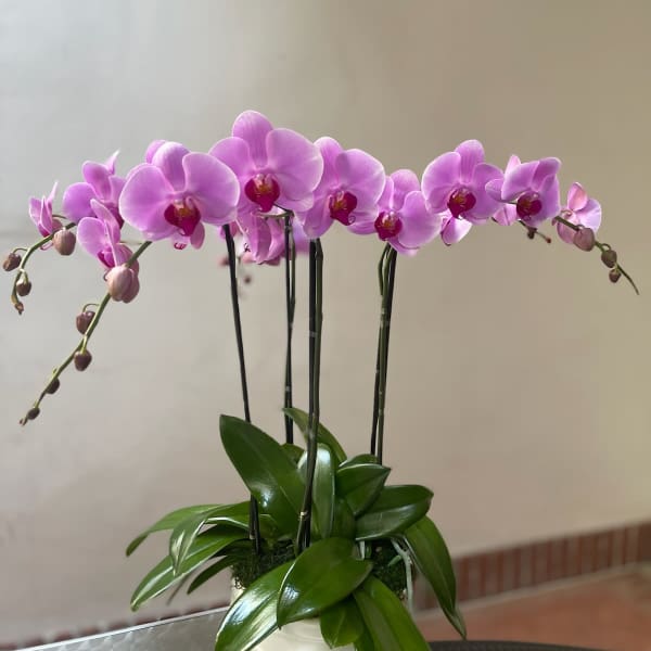 Pink orchid arrangement in a white pot