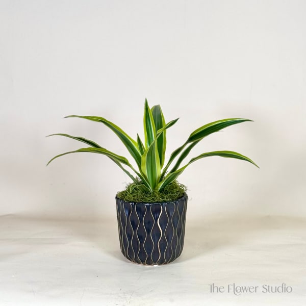 Potted green plant in a dark decorative container