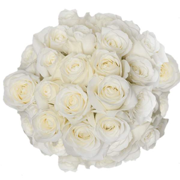 Tightly clustered round bouquet of ivory and white roses viewed from above