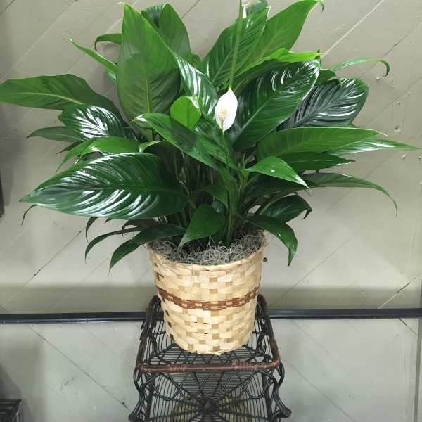 Potted peace lily plant with white blooms in a woven basket