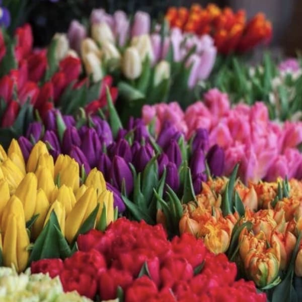 Rows of assorted tulips in yellow, red, purple, pink, orange, and white densely grouped together.