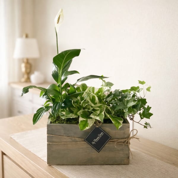 Potted green houseplants in a wooden box with a white peace lily bloom