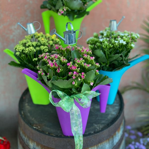 Colorful Watering Can Kalanchoe