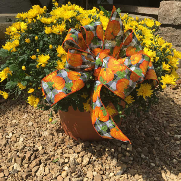 Large mum plant