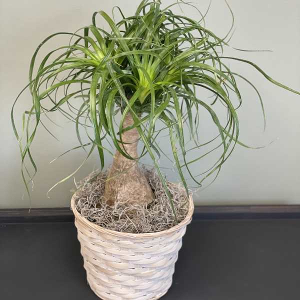 Potted ponytail palm in a woven basket planter