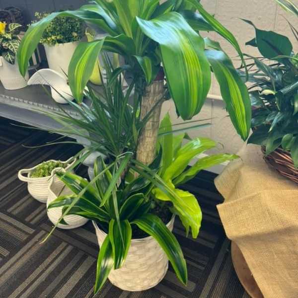 Tall mixed green houseplant arrangement in a white woven basket planter