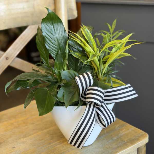 Potted green plant arrangement in a white container with a striped ribbon