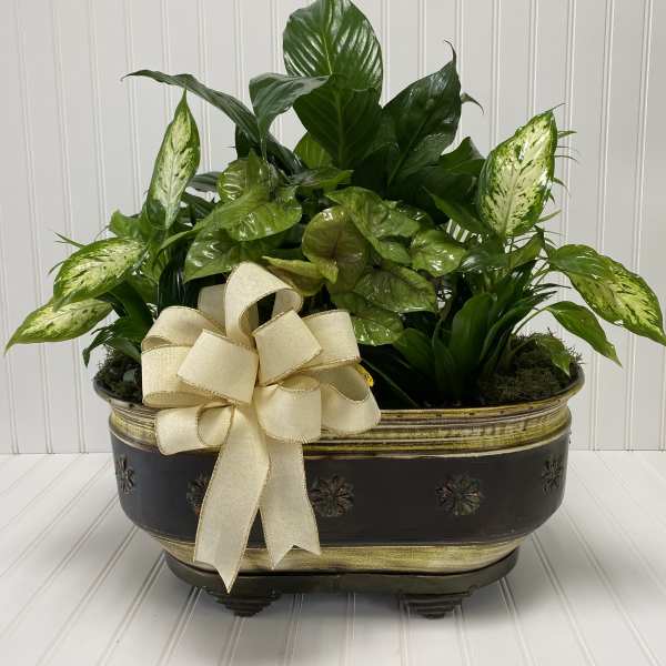 Mixed green houseplants in a decorative planter with a cream ribbon bow