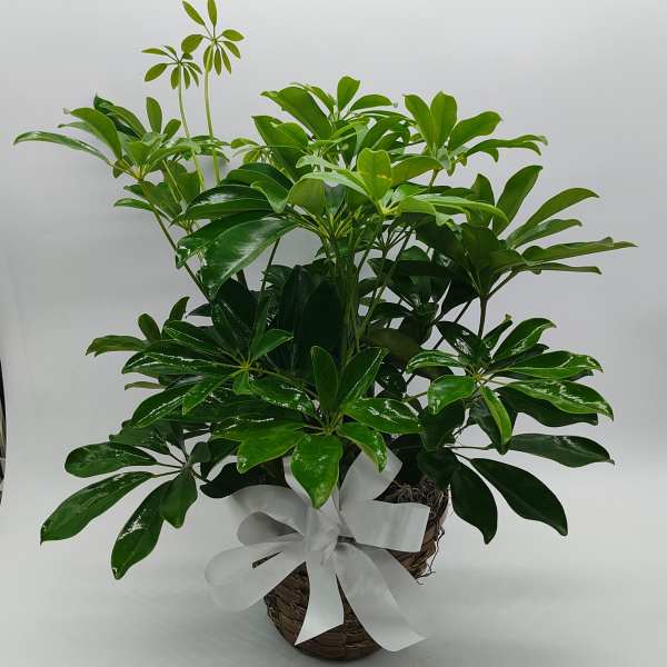 Arbacola Schefflera