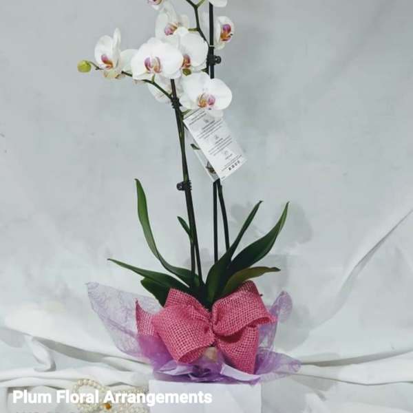 White orchid plant in a pot with a pink bow