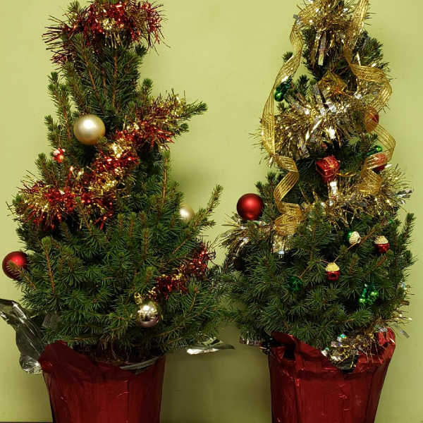 Two small decorated Christmas trees in red pots with gold and red ornaments