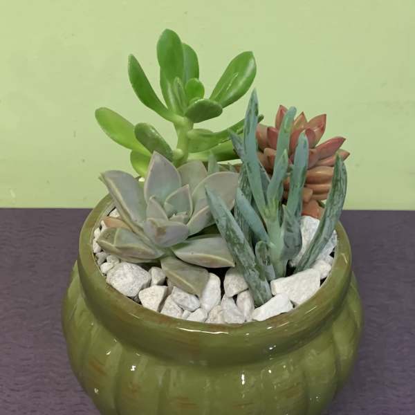 Succulent arrangement in a green ceramic pot with white stones