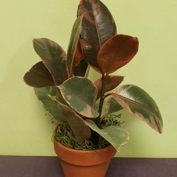 Potted rubber plant with variegated green and burgundy leaves
