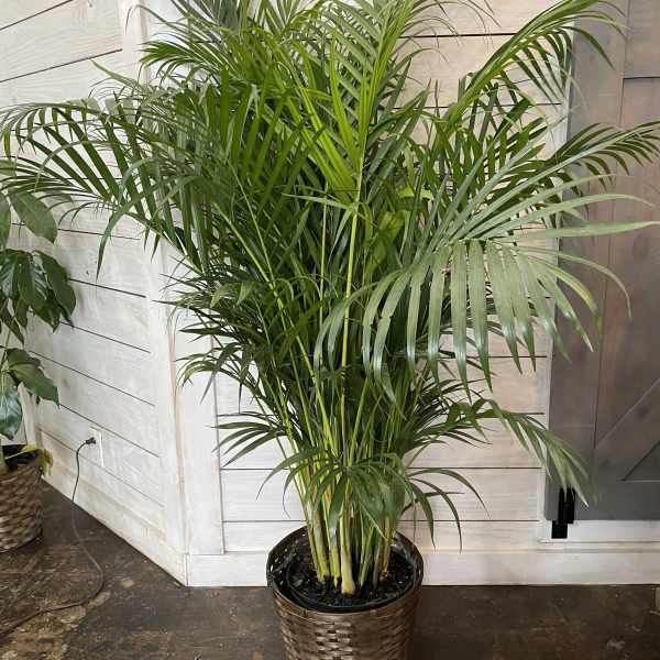 Tall potted palm plant in a woven basket planter