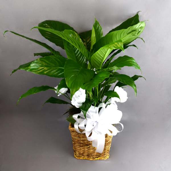 Potted green plant in a woven basket with a white ribbon bow