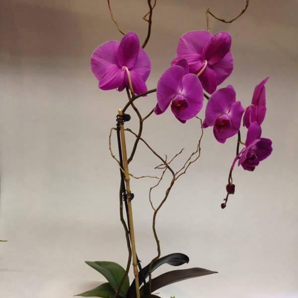 Purple orchid plant in a white pot with trailing ivy