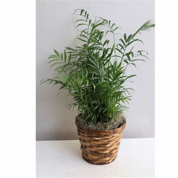 Potted green palm plant in a woven basket