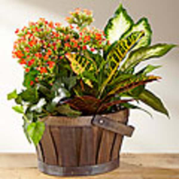 Flowering plant arrangement in a wooden basket with variegated leaves