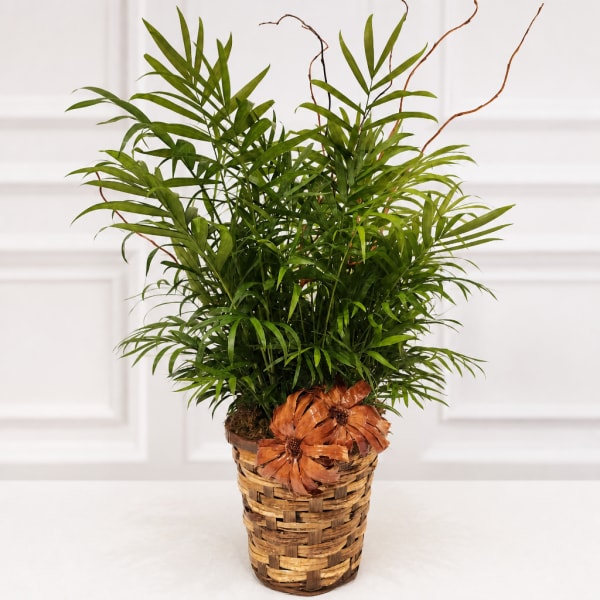Potted green palm plant in a woven basket with dried orange flowers