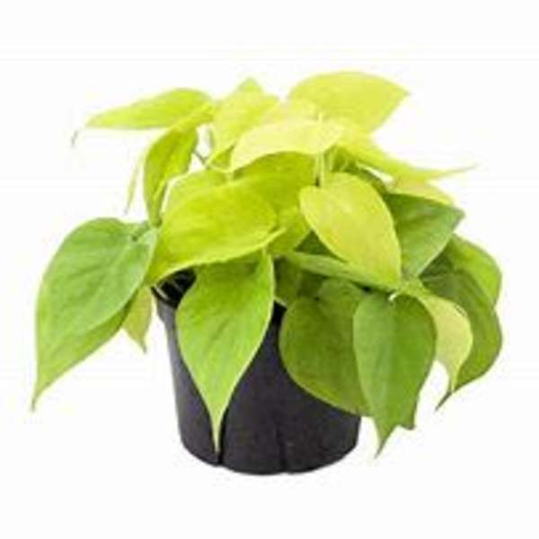 Potted plant with bright lime-green leaves in a black container