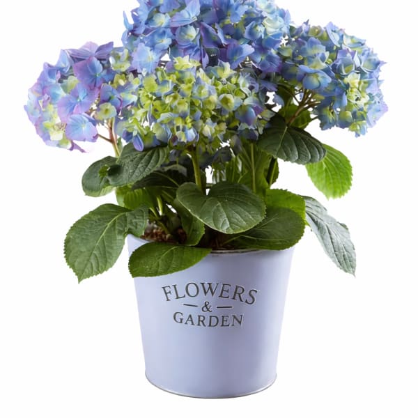 Potted Blue Hydrangea