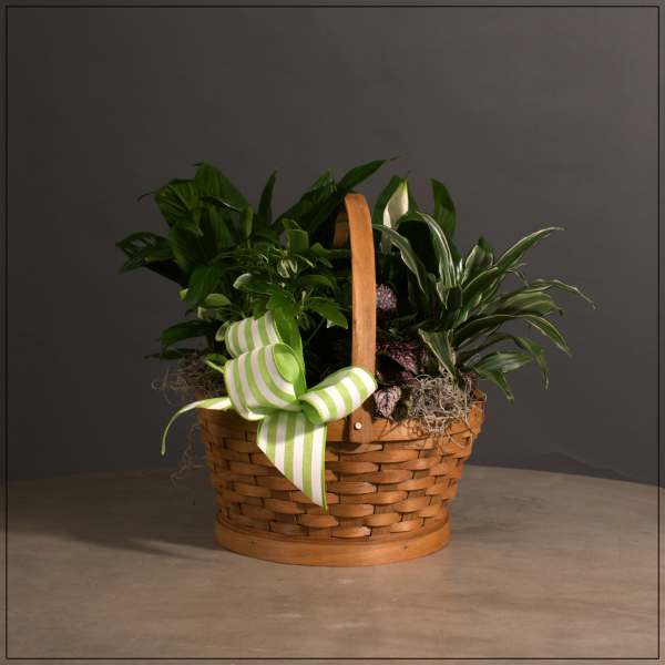 Basket of assorted green houseplants with a striped ribbon