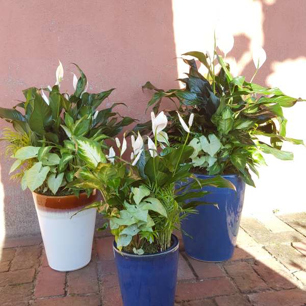 Three potted peace lilies arranged outdoors against a pink wall.
