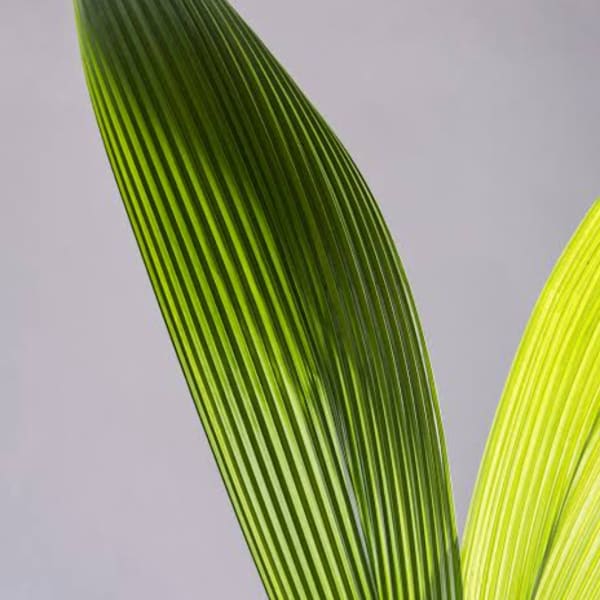 Close-up of two long green palm fronds against a plain background.