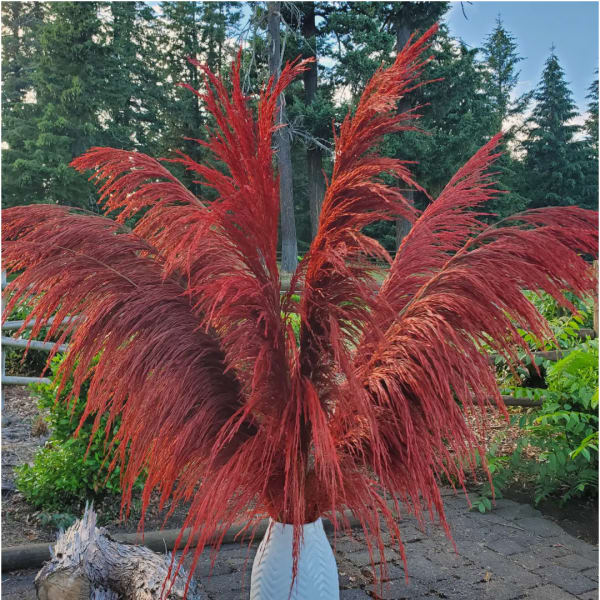 No-Shed Silky Large Pampas (3-4ft) - Deep Rust Red