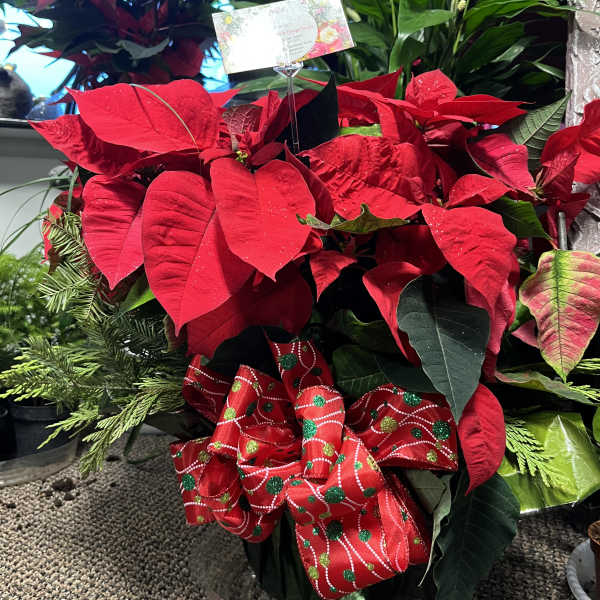 Potted red poinsettia with a decorative holiday ribbon