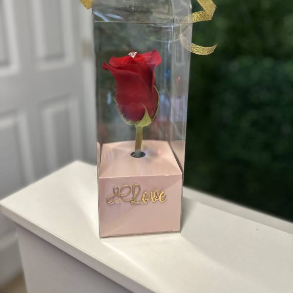 A BEAUTIFUL ROSE