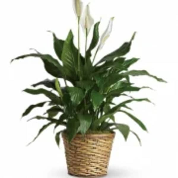 Simply Elegant Spathiphyllum (Peace Lily) - 10 inch