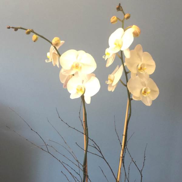 White orchid arrangement in a striped square pot with a ribbon