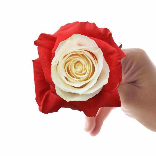Red and white rose held in a hand