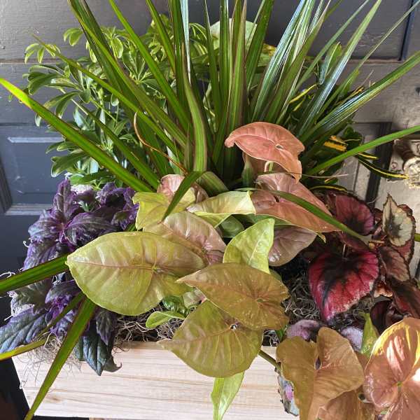 Mixed potted plants with spiky and heart-shaped leaves in a wooden planter