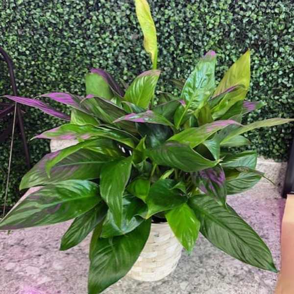 Potted tropical plant with broad green and purple-tinted leaves