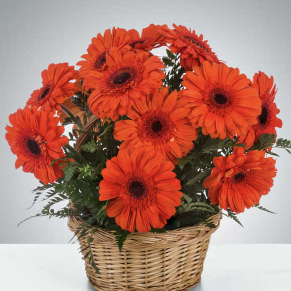 Basket of bright orange gerbera daisies with greenery