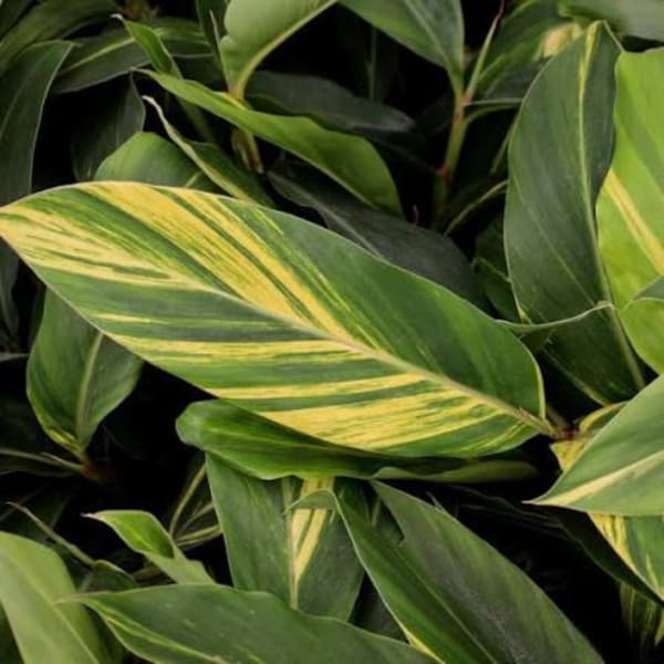 Close-up of variegated green leaves with yellow striping