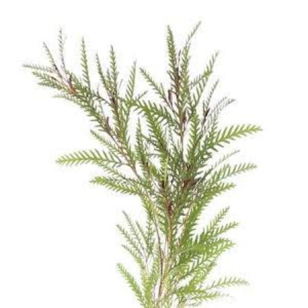 Single sprig of feathery green foliage on a white background