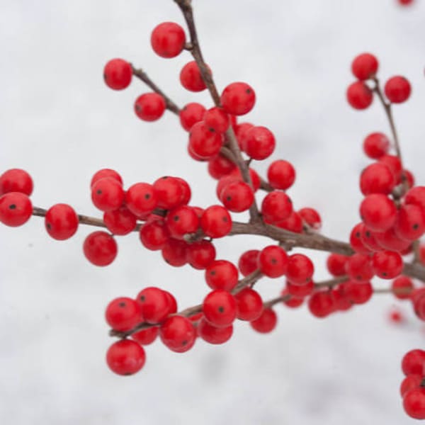 Red berry branches on a white background