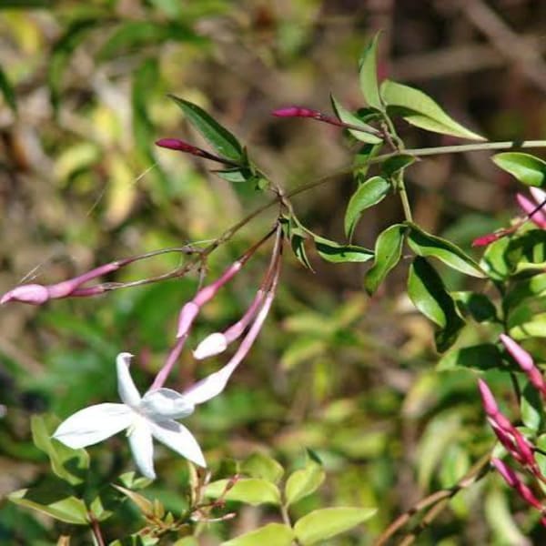 White star-shaped flowers with pink buds on a leafy branch
