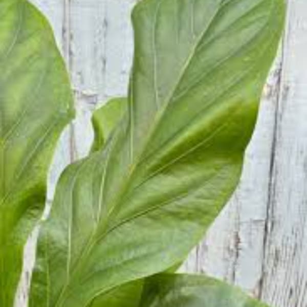 Close-up of large green tropical leaves against a white wooden background